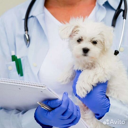 Ветеринарный врач на дом