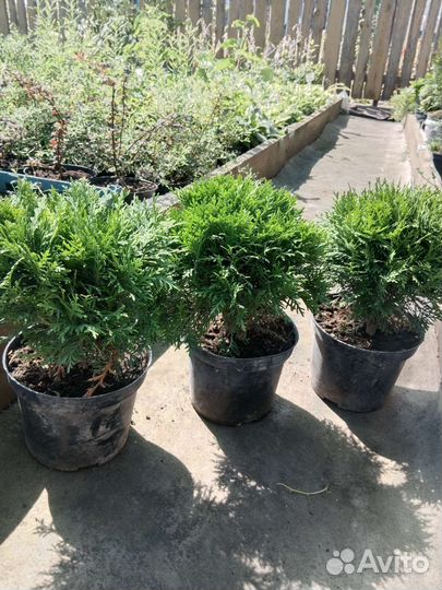 Туя шаровидная Хозери,Даника,Тайни Тим