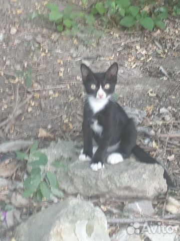 Отдам, бесплатно чёрно-белого ангорского котёнка
