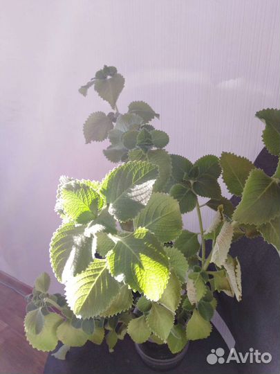 Комнатная мята