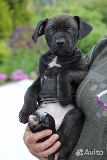 Черный прайтер питбуль