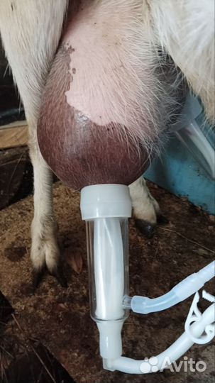 Коза дойная альпийская