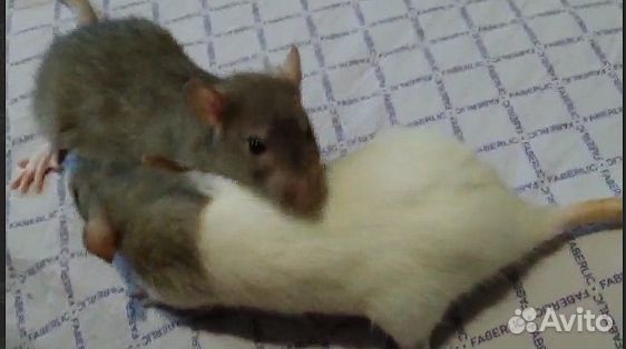 Крысята ручные