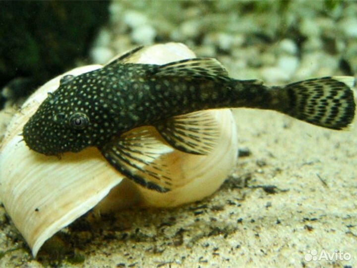 Сомики Анциструсы