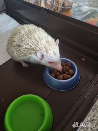 Африканский ежик