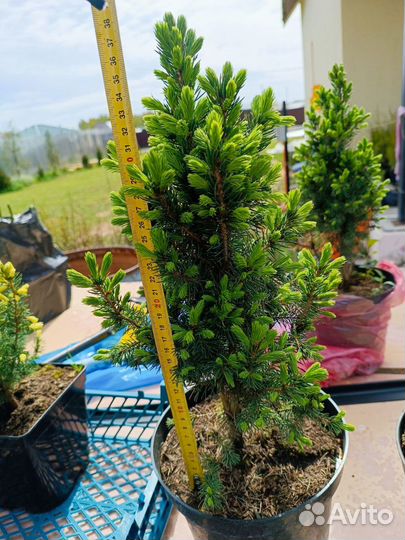 Ель канадская Коника(Picea glauca Conica)