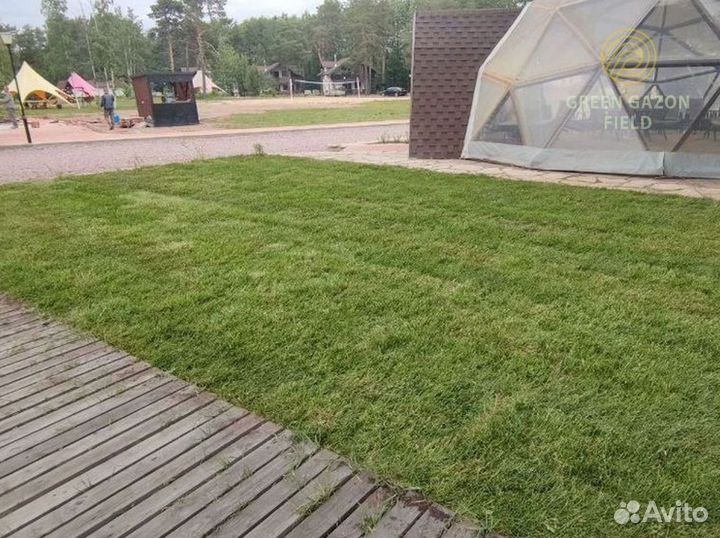 Полевой газон 