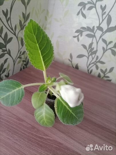 Глоксиния с бутонами