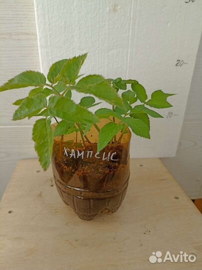 Кампсис