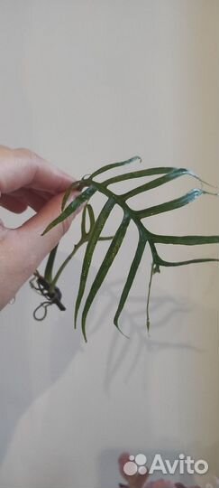 Филодендрон Тортум черенок