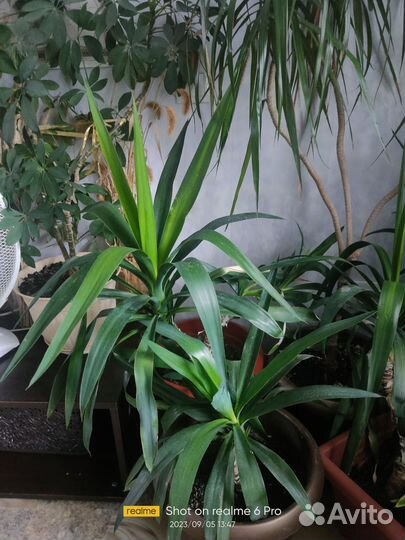 Комнатные растения