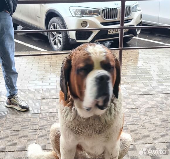 Сенбернар. Найден