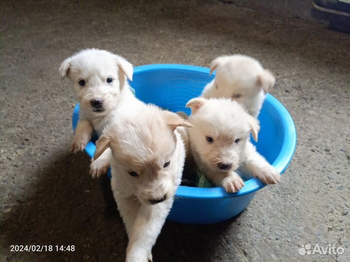 Метисы Лабрадора