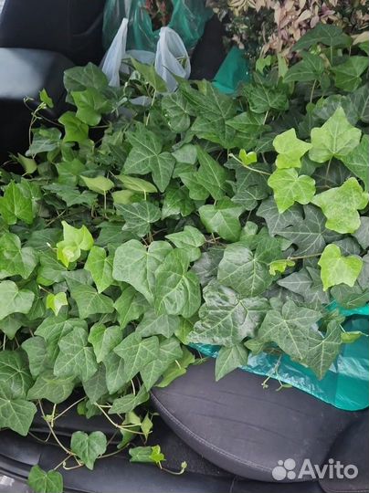 Плющ хедера