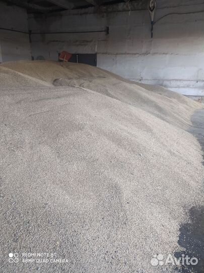 Зерно пшеница ячмень