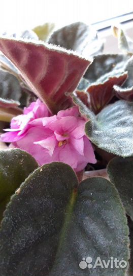 Пеларгония герань, фиалки и другие цве