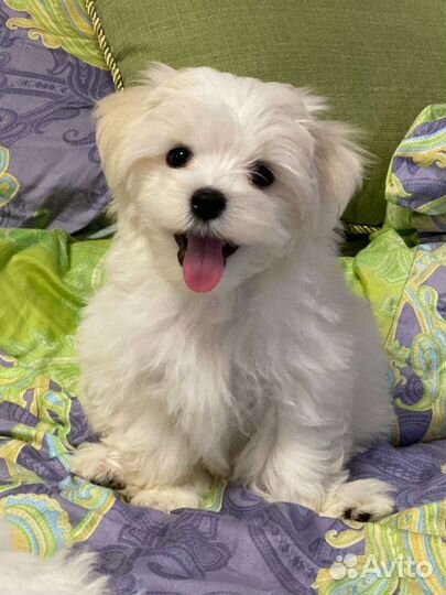 Мальтипу f1 щенки мальтипу