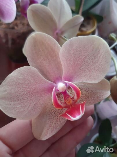 Орхидея фаленопсис