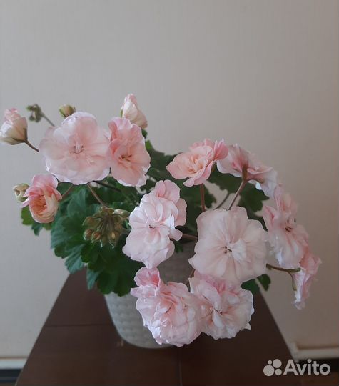 Пеларгонии сортовые