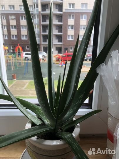 Комнатное растение алоэ вера