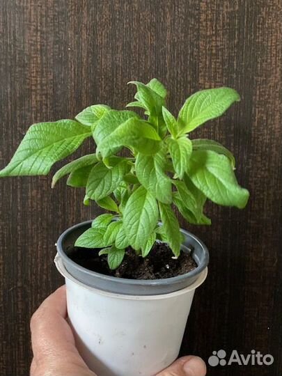 Гелиотроп Укорененные черенки. Перовския рассада