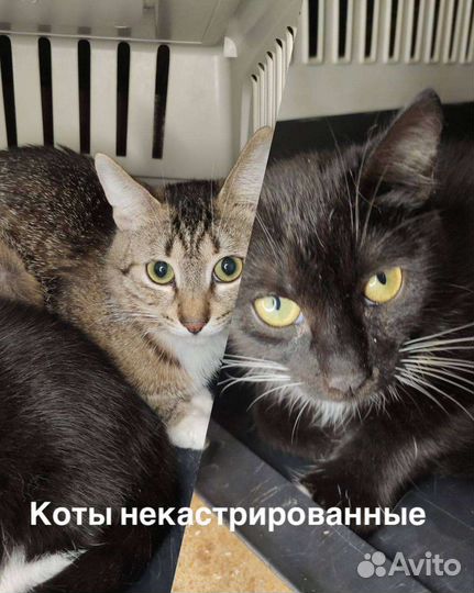 Коты бесплатно, кошка в добрые руки