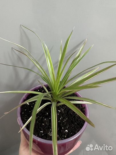 Драцена маргината