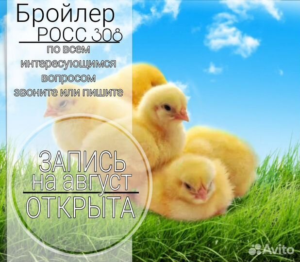 Бройлер Кобб и Росс 308