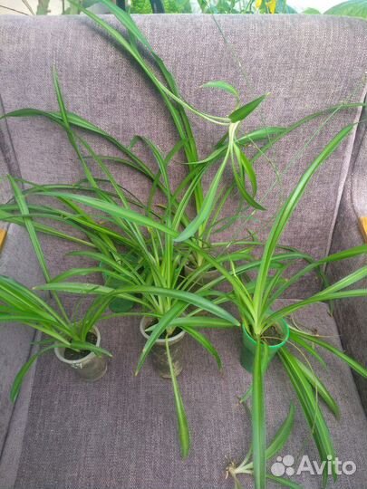 Хлорофитум хохлатый