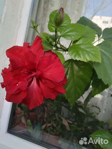 Комнатные растения цветы