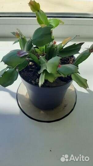 Цветок декабрист