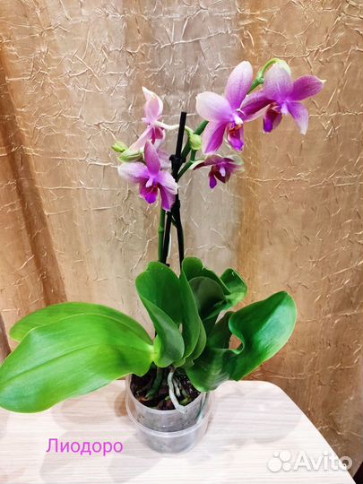 Фаленопсис Лиодоро