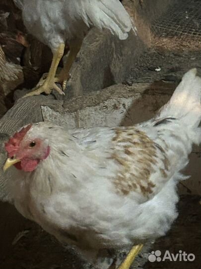 Петухи домашние породистые