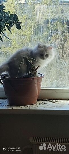 Разные окрасы