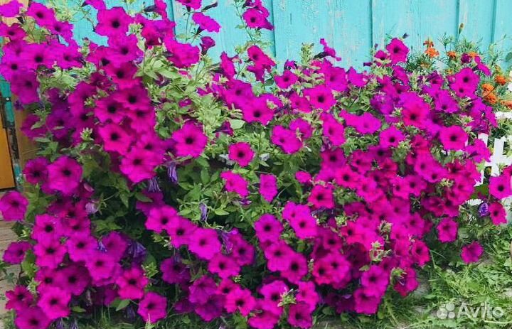 Рассада петунии Тайдал, Тайна, Изи Вейв, Шок вейв