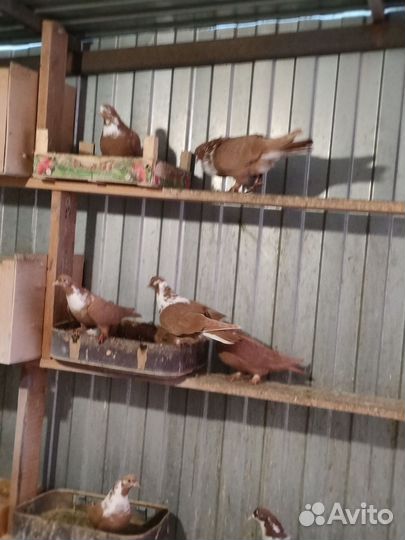 Артемоны старая линия, сивые