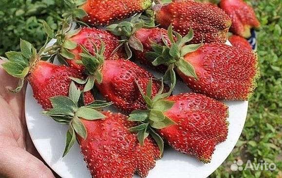 Клубника рассада новые и лучшие сорта
