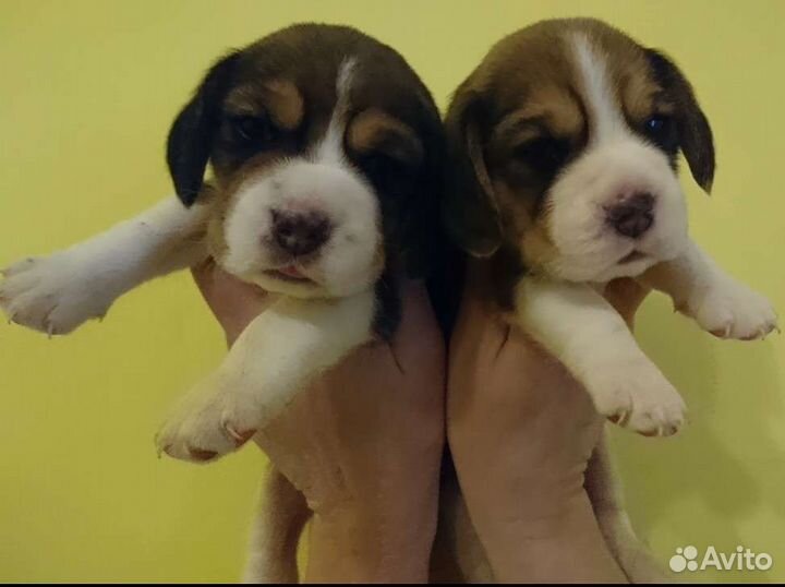 Щенки бигля