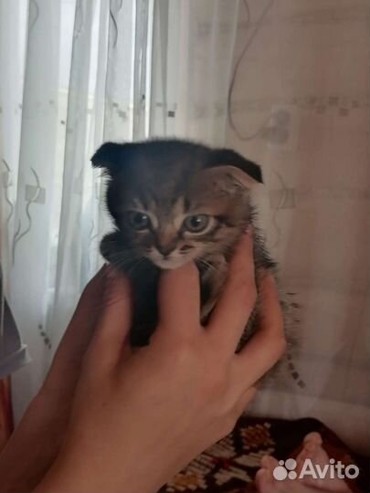 Кошки в добрые руки породистые