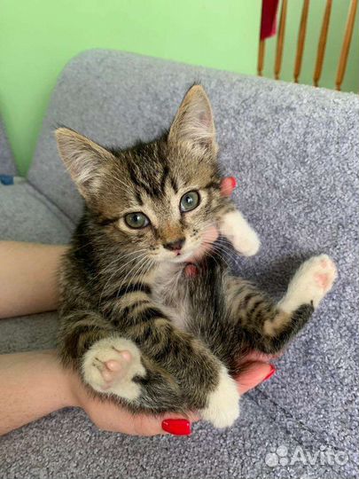 Девочка крысоловка