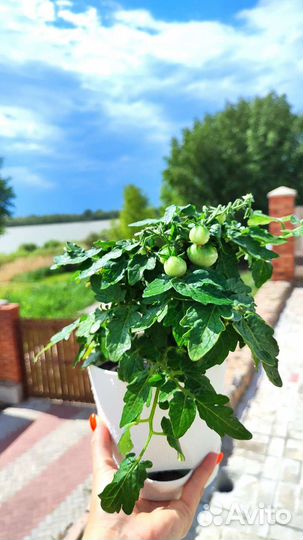 Балконные томаты