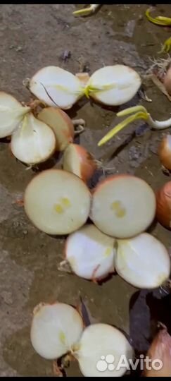 Лук репчатый 10р