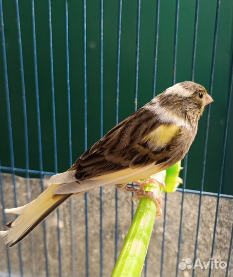 Канарейка. Самка