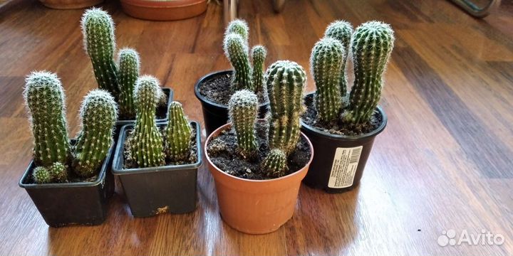 Эхинопсис,сансевьера,опунция, переския,хойя