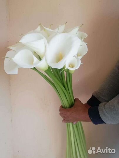 Белые каллы