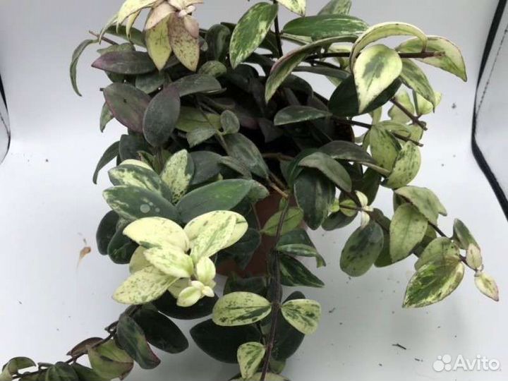 Эсхинантусы Колумнея Кодонанта Гипоцирта