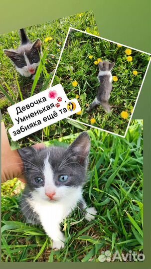 Котята в добрые руки