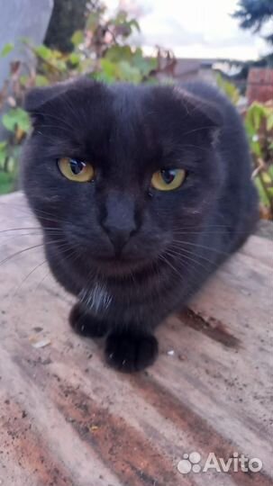Котик вислоухий в добрые ручки