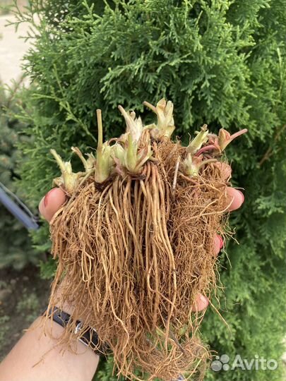 Фриго саженцы клубники