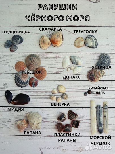 Морские ракушки для творчества